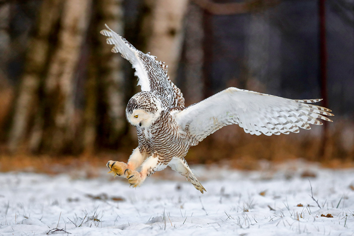 intobirds_snowy_owl_pouncing_on_prey