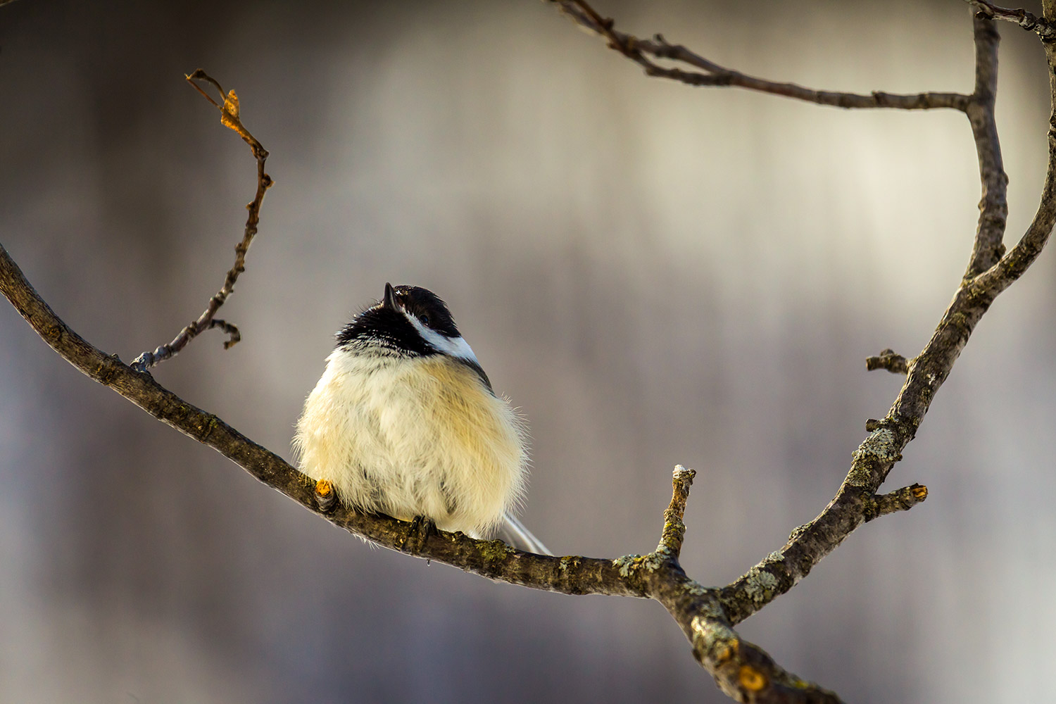 intobirds_black-capped_chickdee_winter