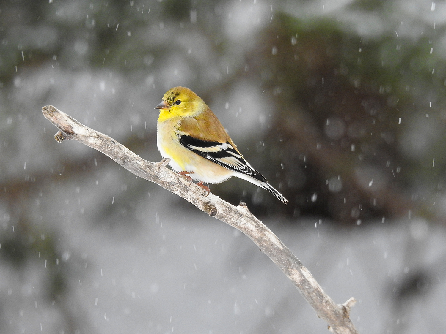 intobirds_goldfinch_snow