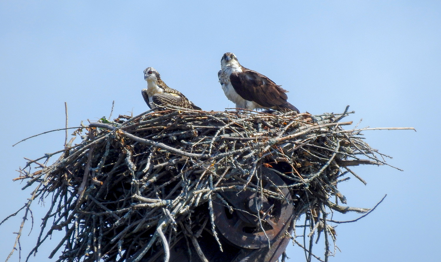 intobirds_osprey_family
