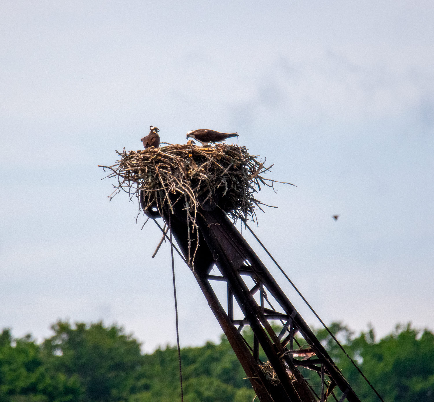 intobirds_osprey_family