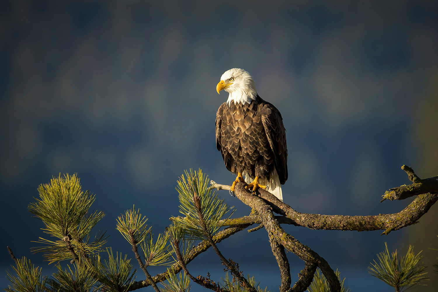 Can We Stop Poisoning Our National Bird? - intoBirds