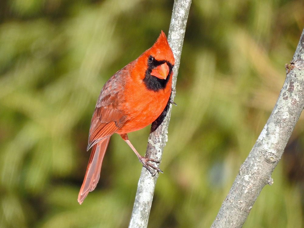 intobirds_big_red_portrait