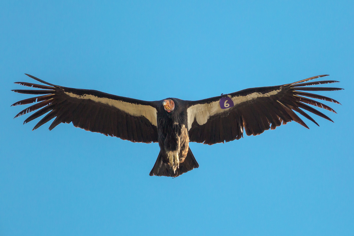 intobirds_california_condor_soaring