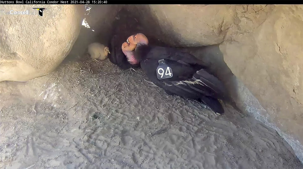 intobirds_california_condors_nest