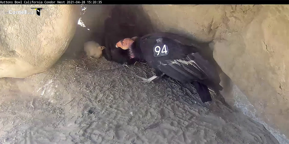 intobirds_california_condors_nest