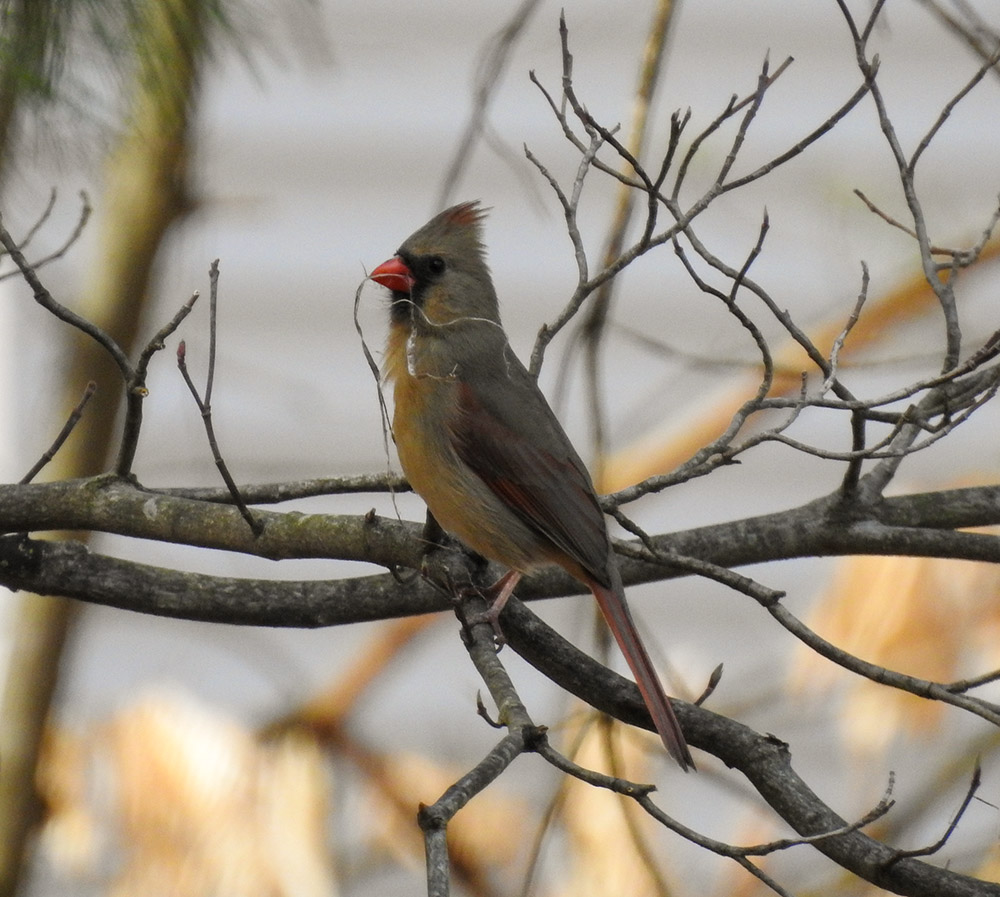 intobirds_cardinal_courtship_nesting_material