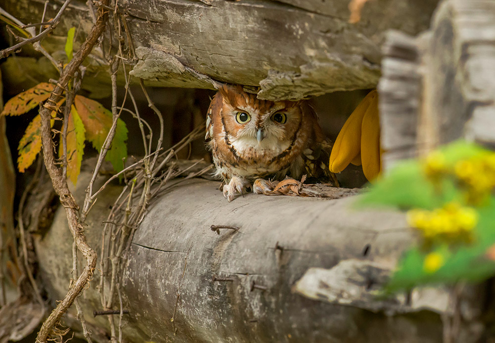 intobirds_eastern_screech_owl