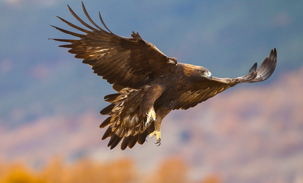 intobirds_golden_eagle_flight