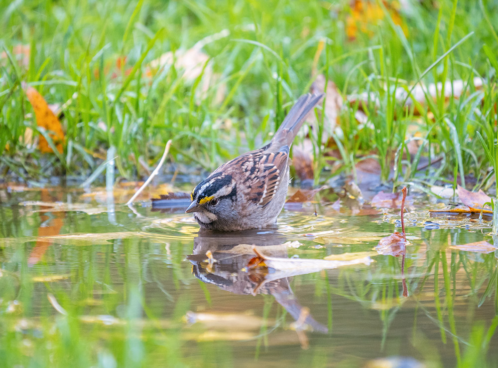 intobirds_white_throated_sparrow