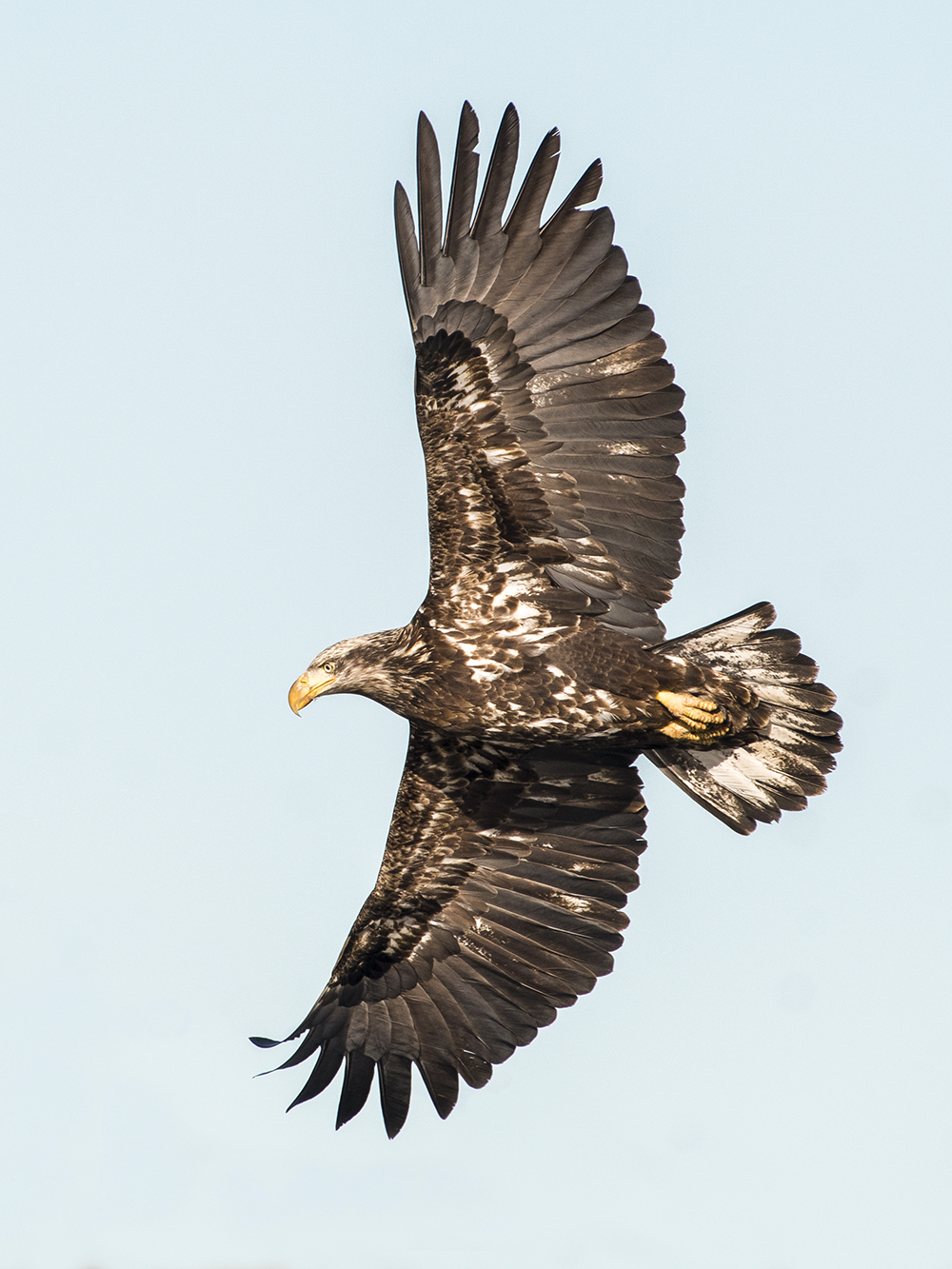 juvenile_bald_eagle_dave_harper
