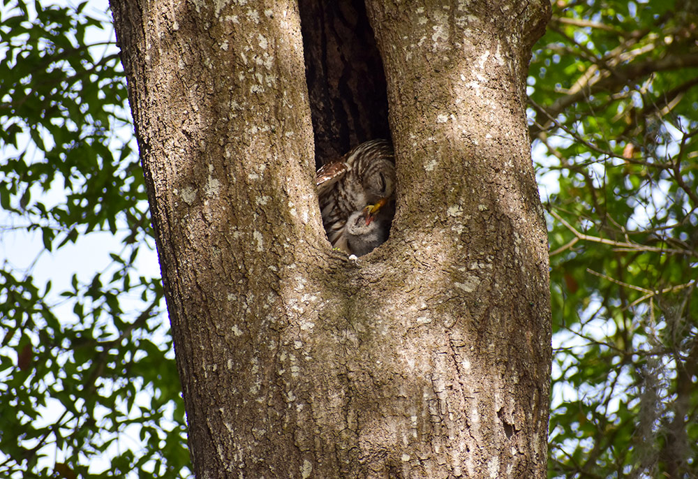intobirds_barred_owl_family