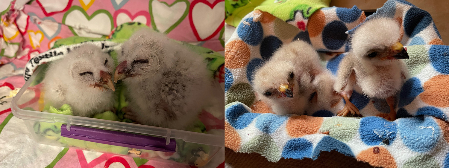 intobirds_chicks_round_the_clock_feeding