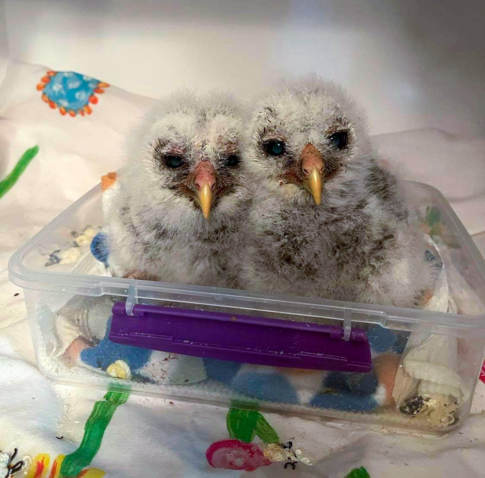 intobirds_pair_nesting_barred_owl_chicks