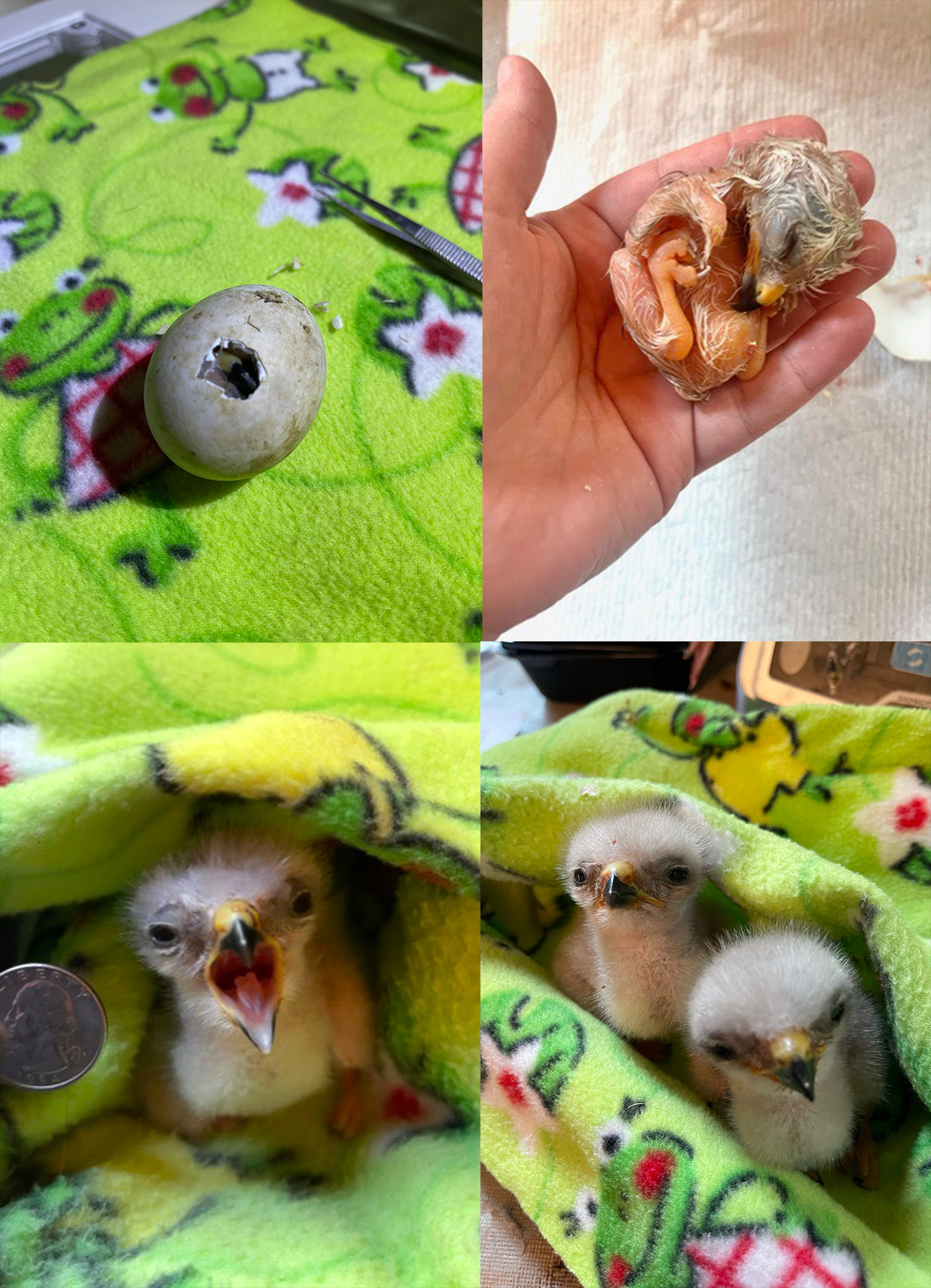intobirds_red_shouldered_hawk_chicks