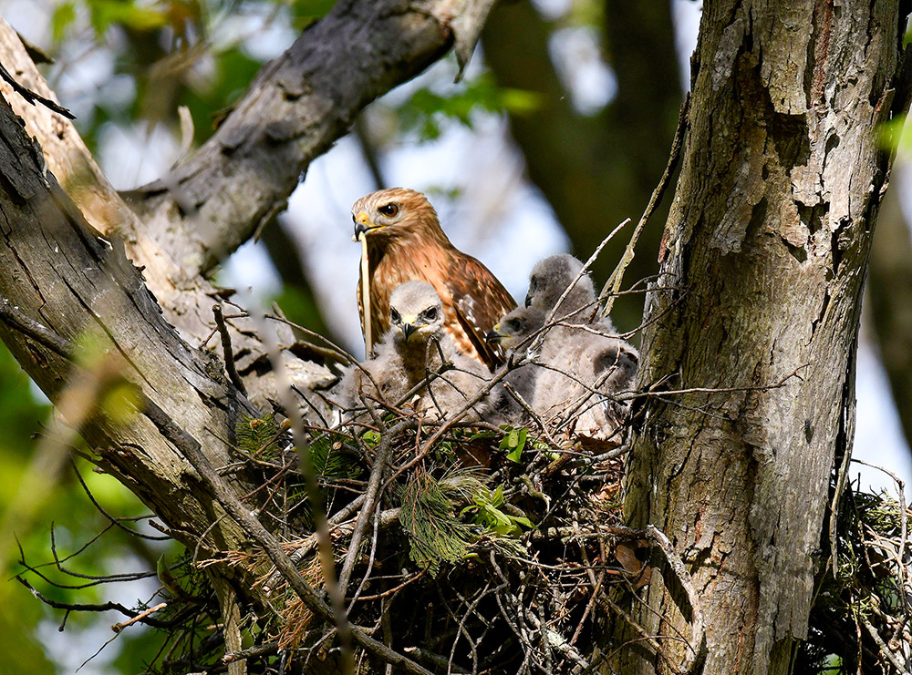 intobirds_red_shouldered_hawk_family