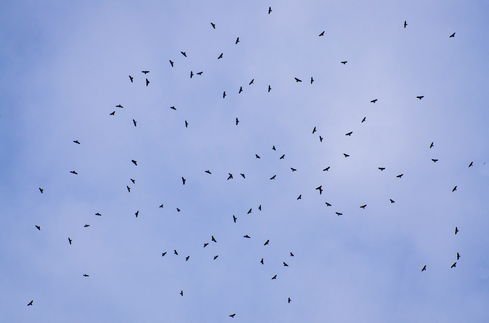 intobirds_broad-winged_hawk_kettle