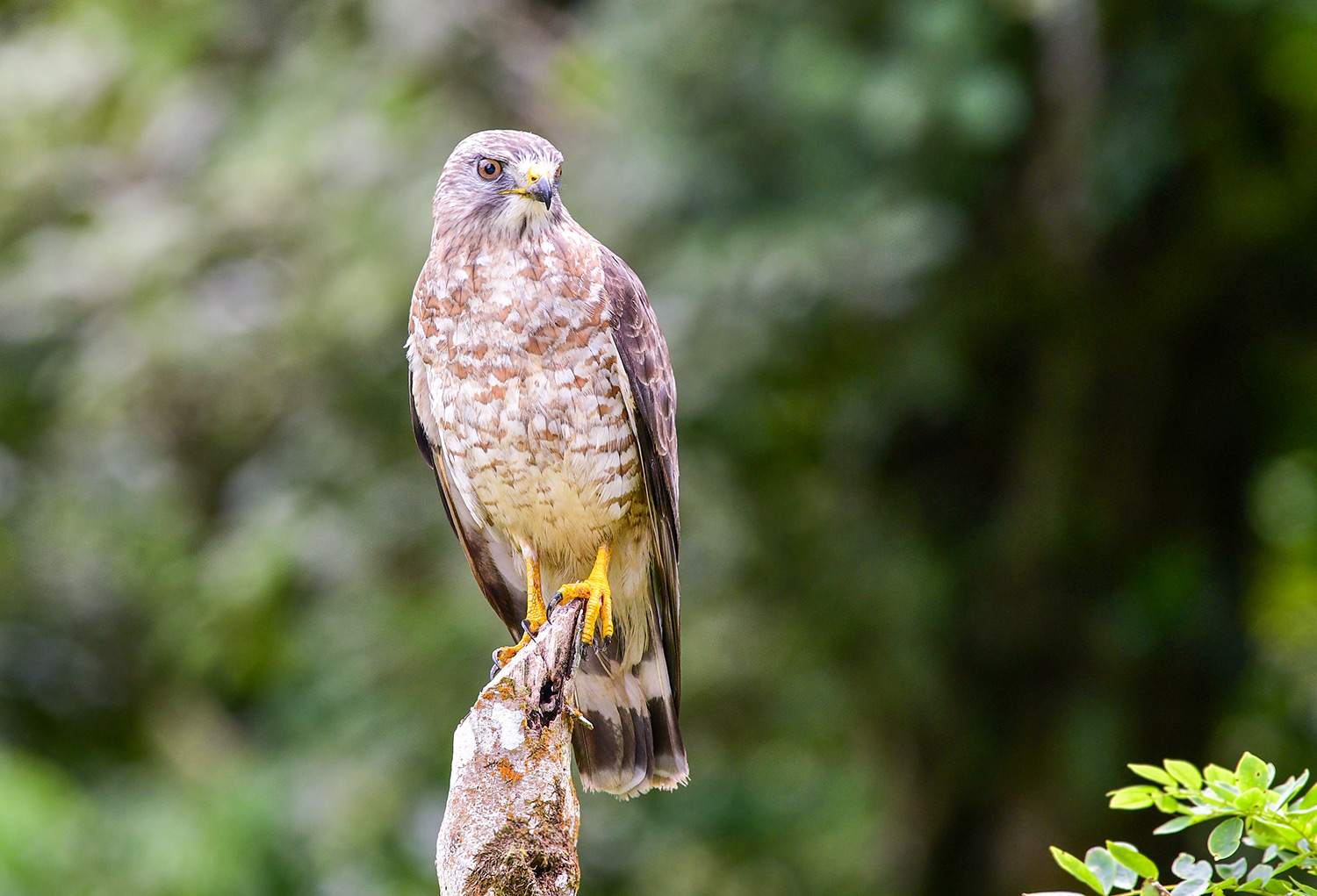 intobirds_broad-winged_hawk