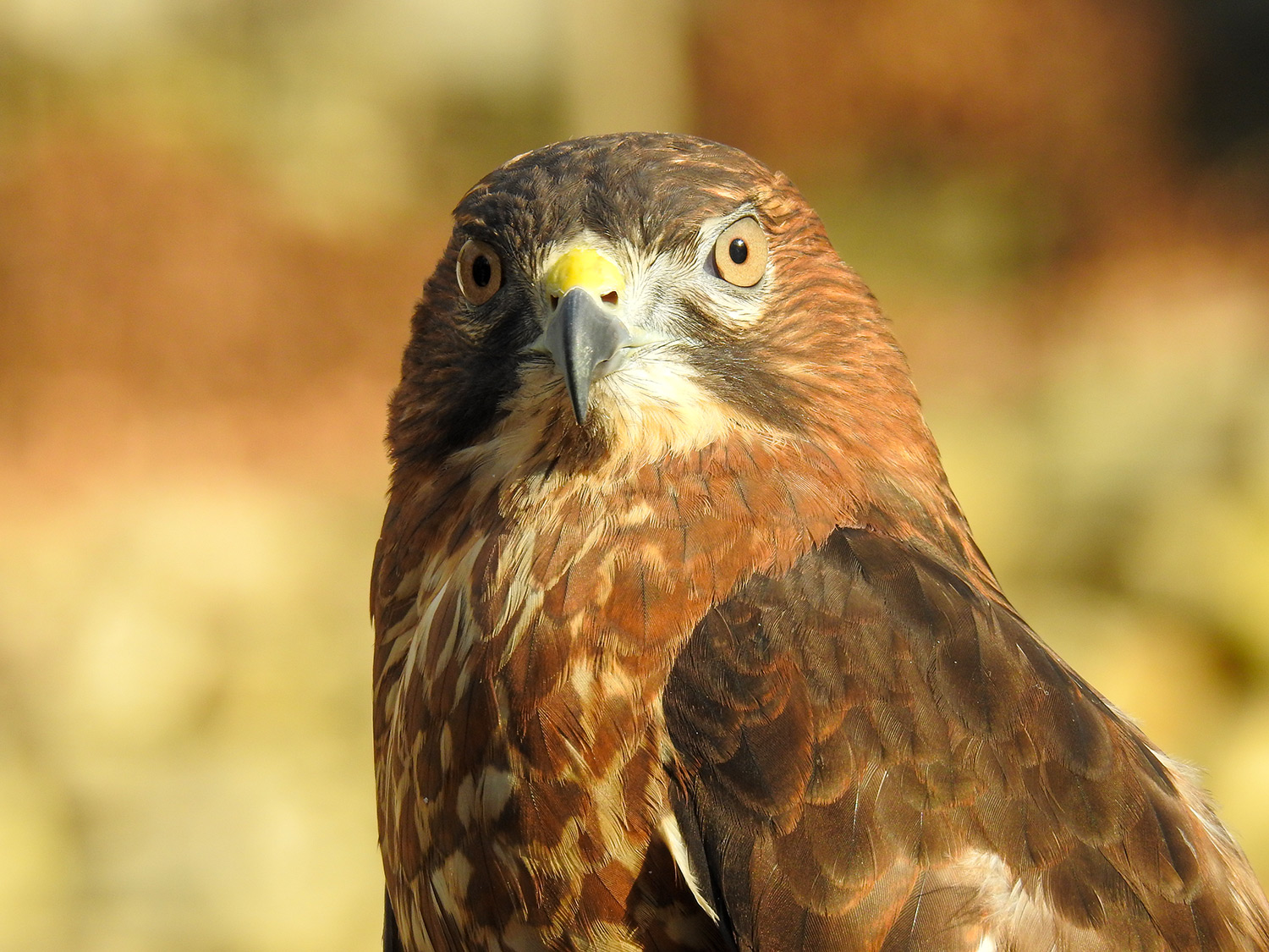intobirds_broad_wing_hawk