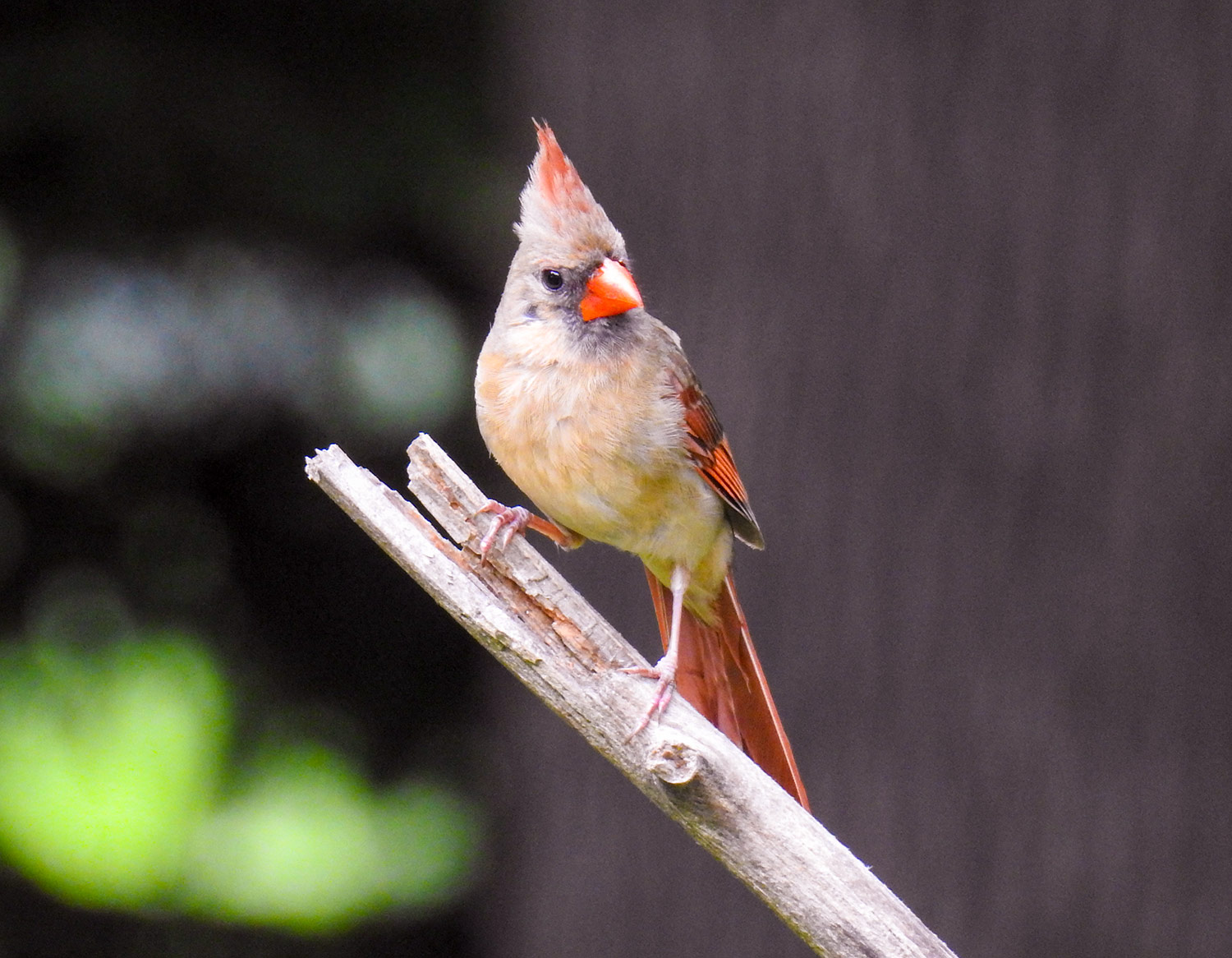intobirds female cardinal