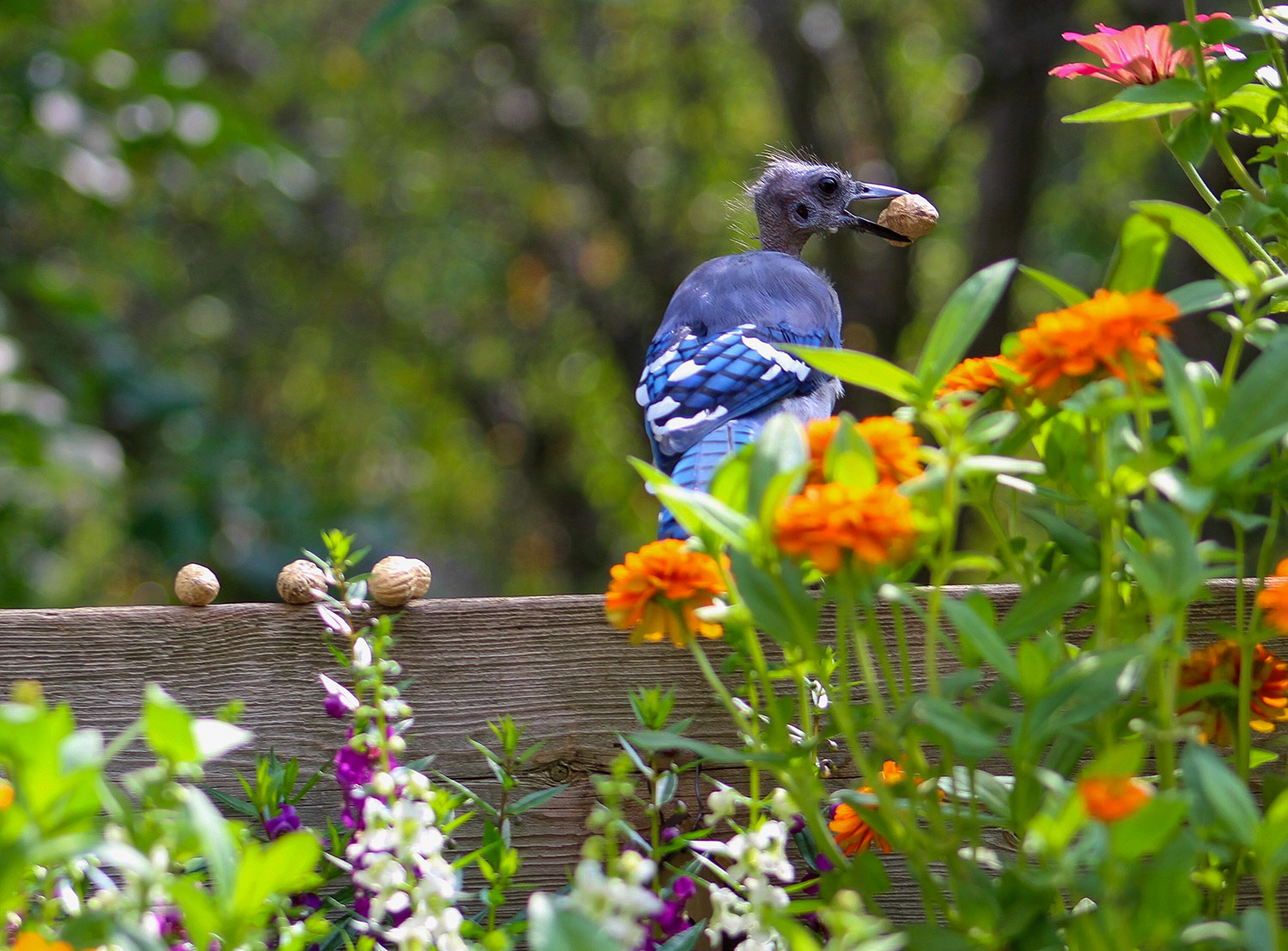 intobirds molting blue jay