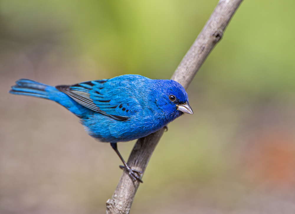 intobirds_indigo_bunting
