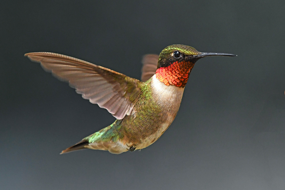 intobirds_ruby_throated_hummingbird_