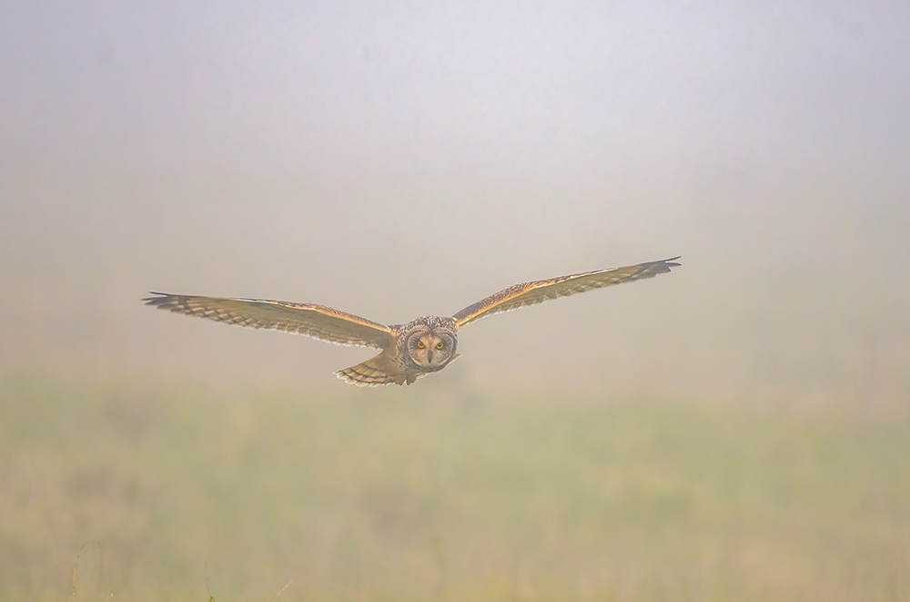 intobirds_short_eared_owl