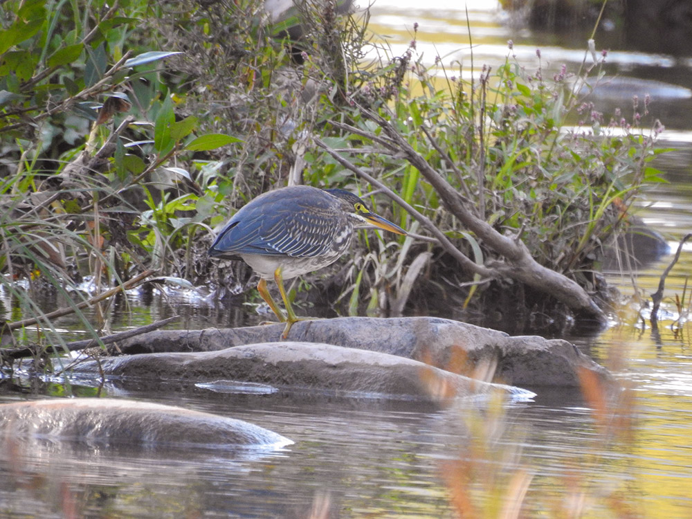 intobirds_green_heron_hunting
