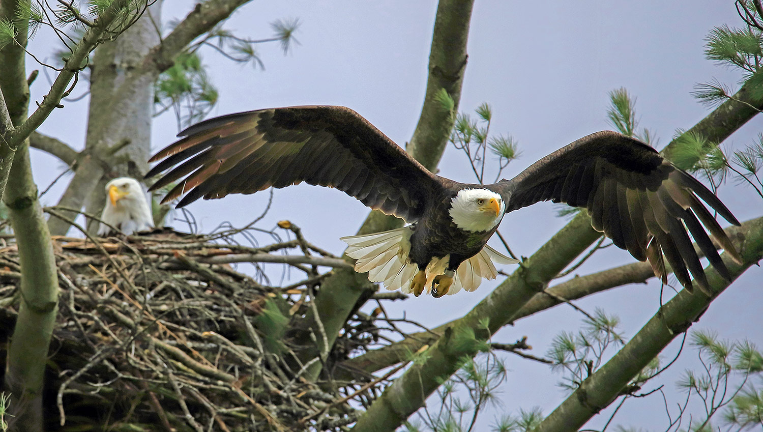 intobirds nesting bald eagles