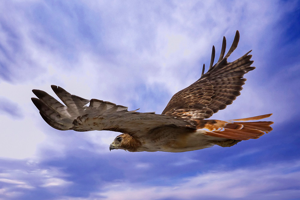 intobirds_red_tailed_hawk_soaring_for_prey