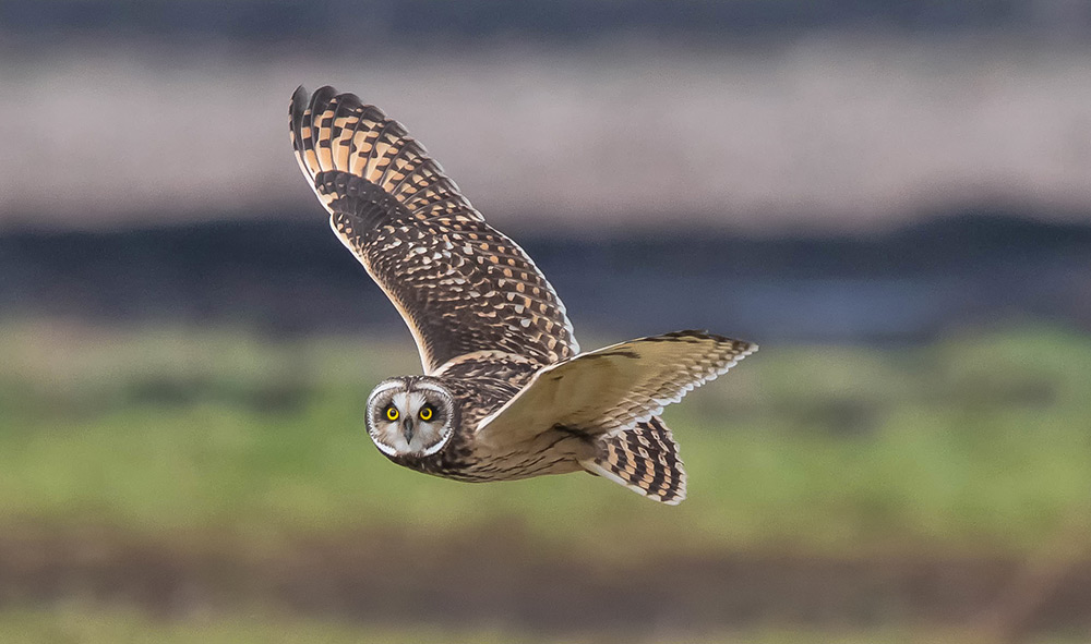 intobirds short eared owl flying