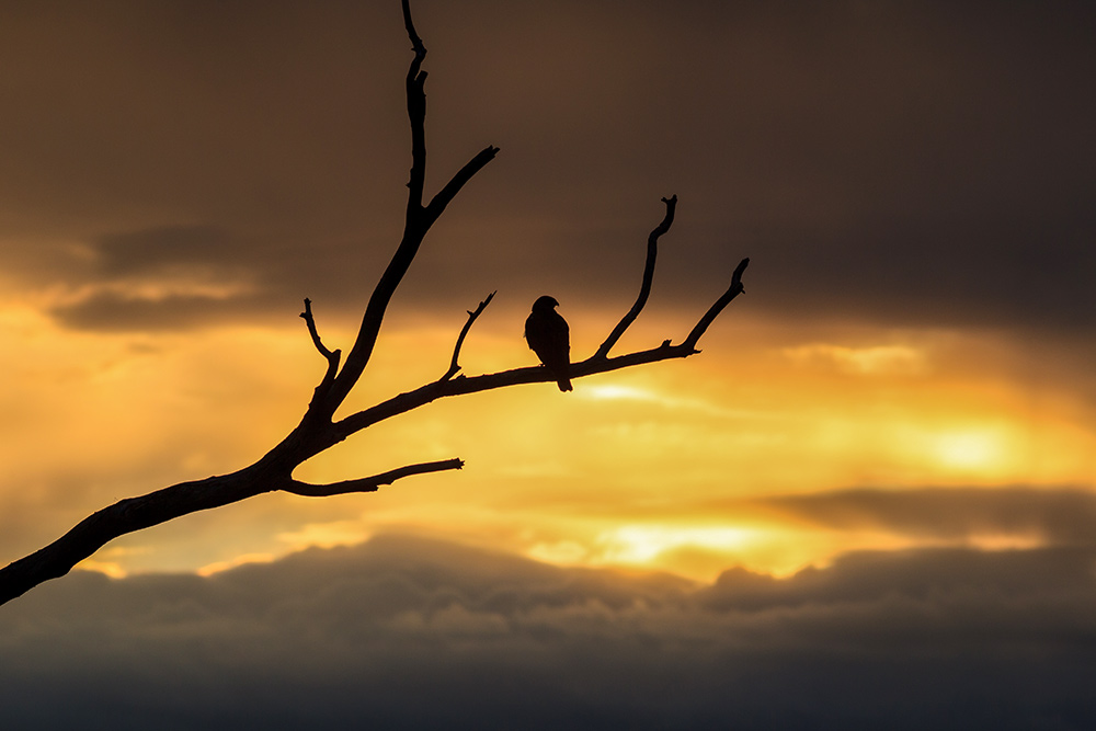intobirds_sunset_hawk
