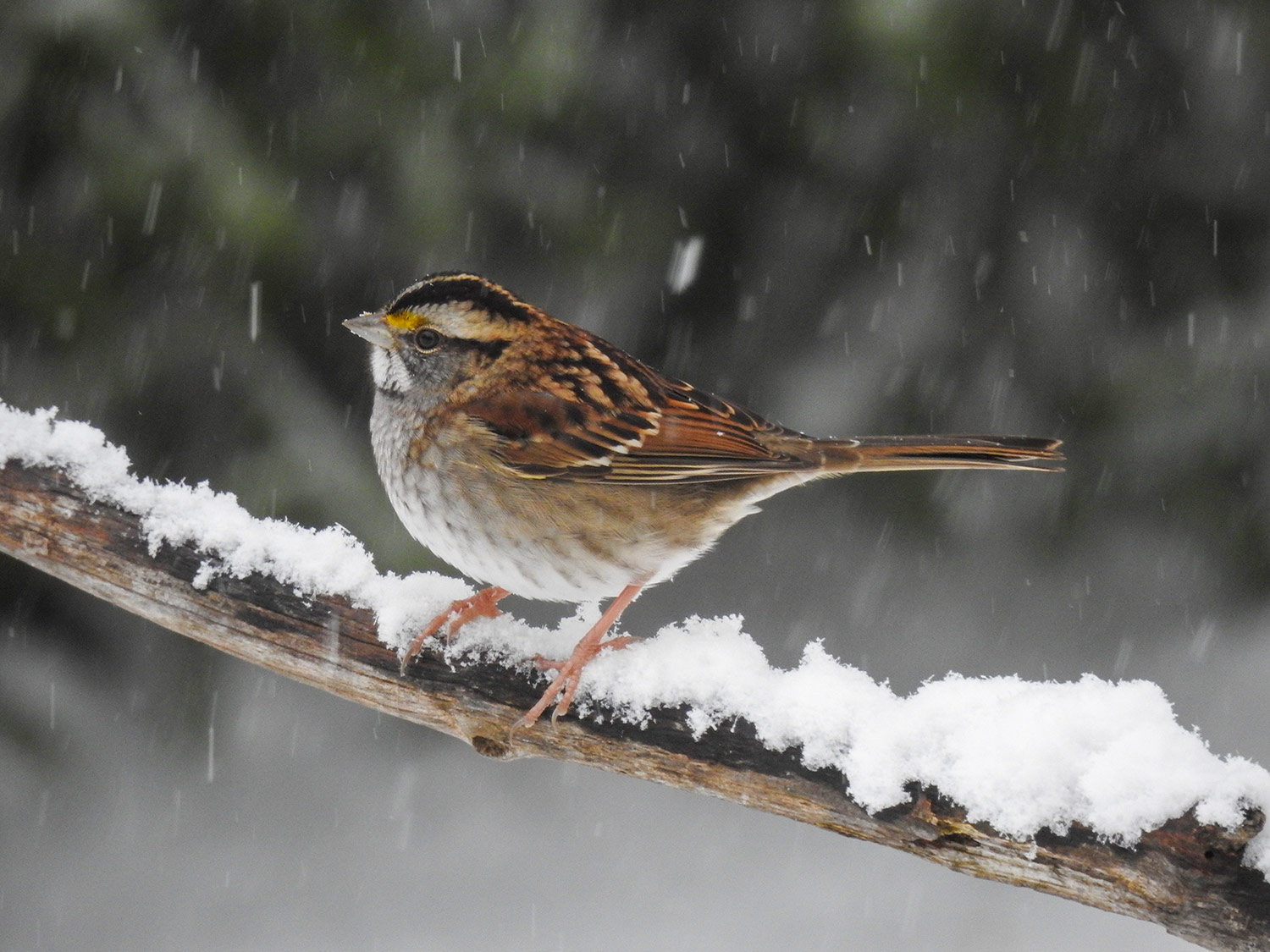 intobirds white throated sparrow in snow