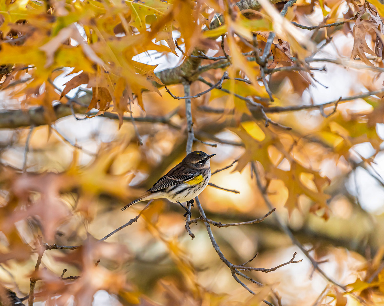 intobirds yellow rumped warbler fall migration