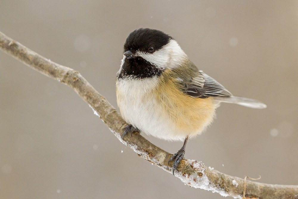 intobirds_black-capped_chickdee