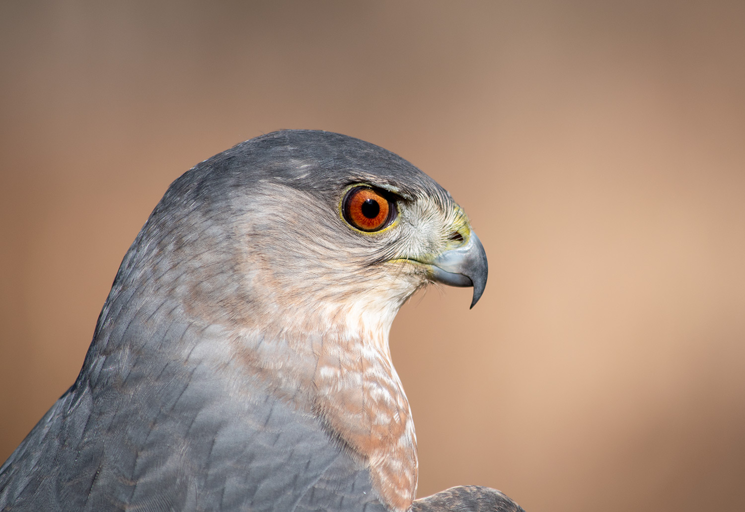 Birds are Scary...Think About What We are Doing To Them