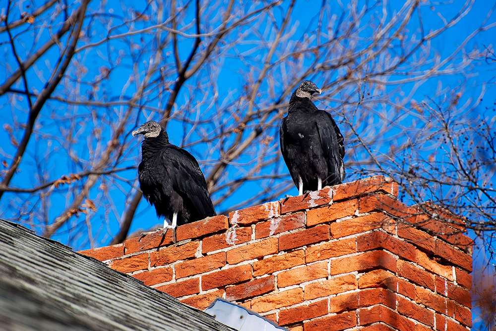intobirds_black_vultures_birds_find_chimney_delightful