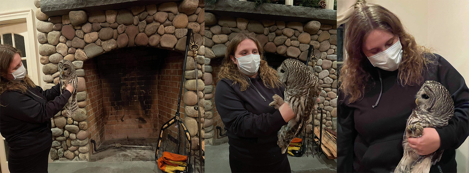 intobirds_christines_critters_barred_owl_birds_find_chimney_delightful