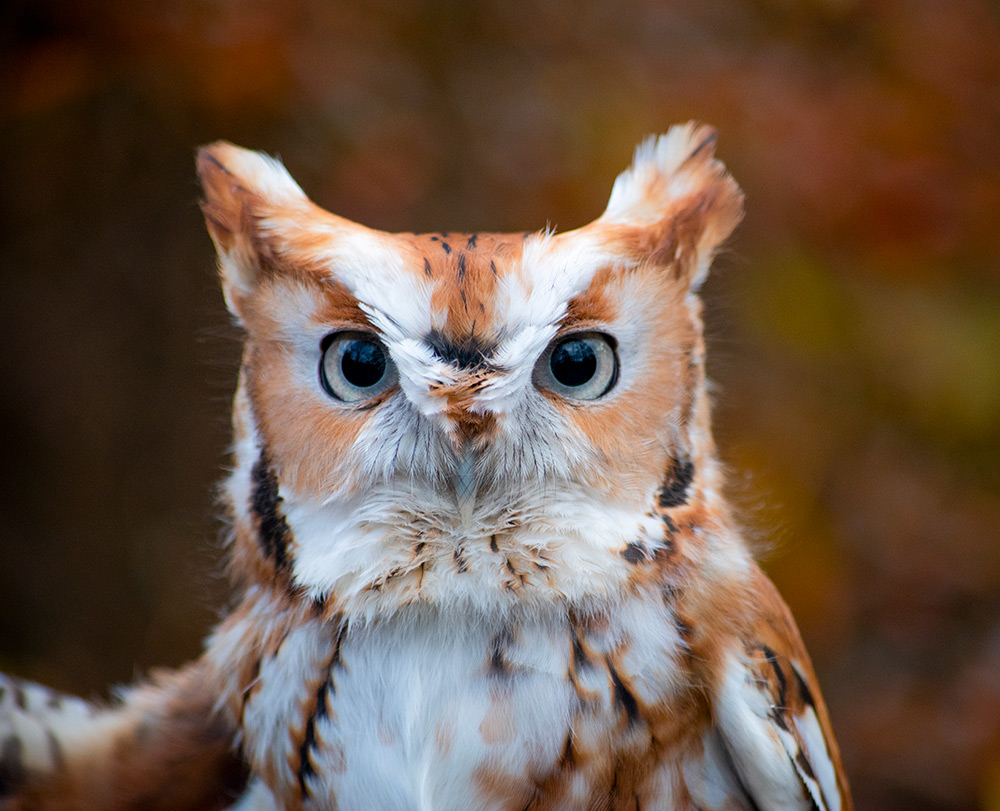 intobirds_eastern_screech_owl_magma