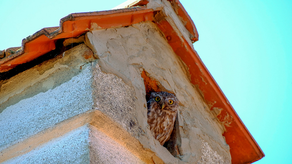 intobirds_little_owl_birds_find_chimney_delightful