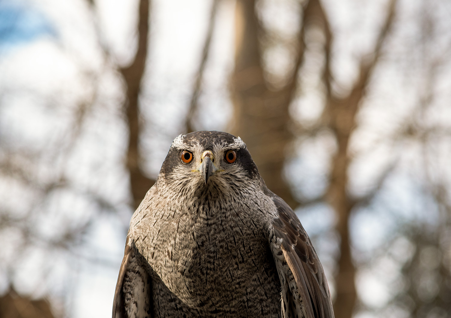 Birds are Scary...Think About What We are Doing To Them