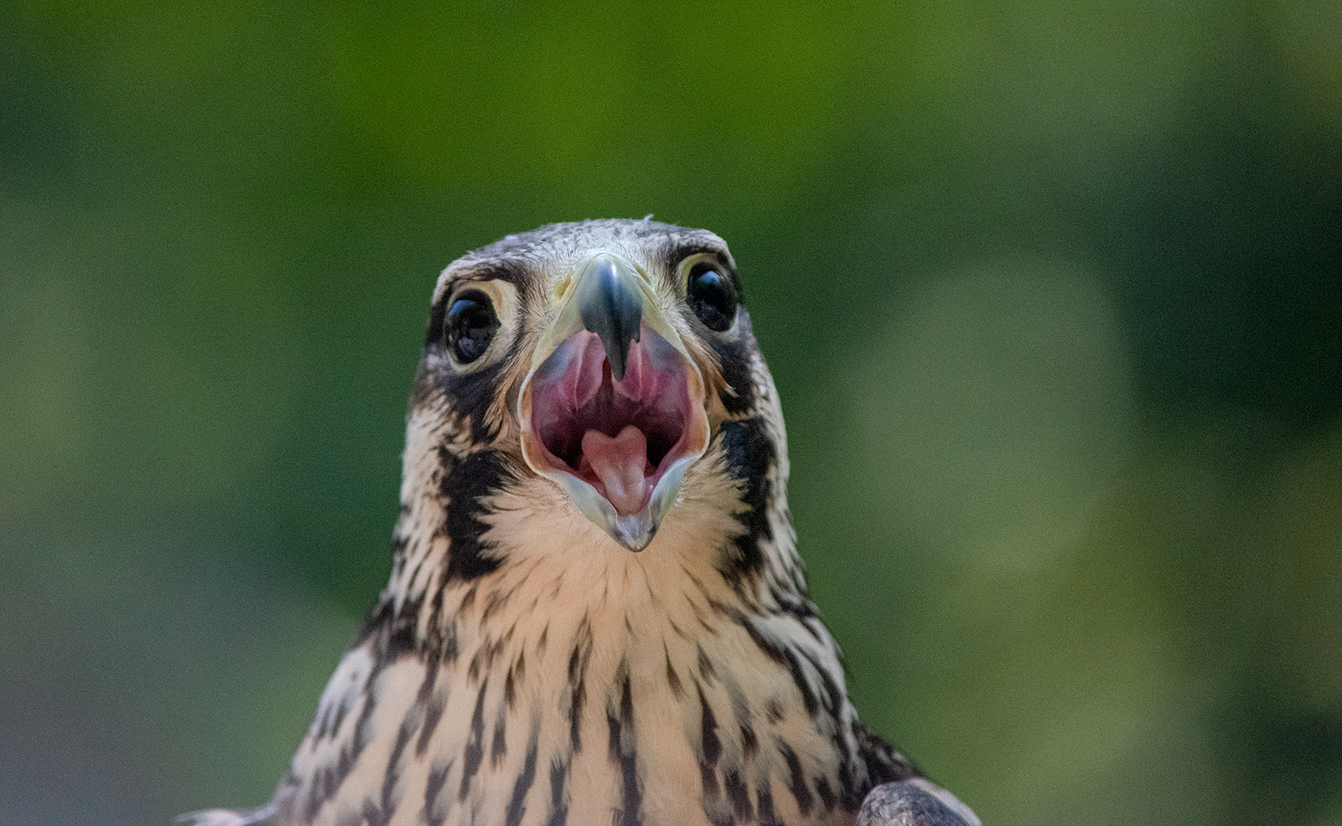 Birds are Scary...Think About What We are Doing To Them
