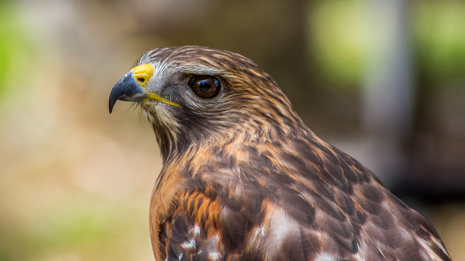 Birds are Scary...Think About What We are Doing To Them