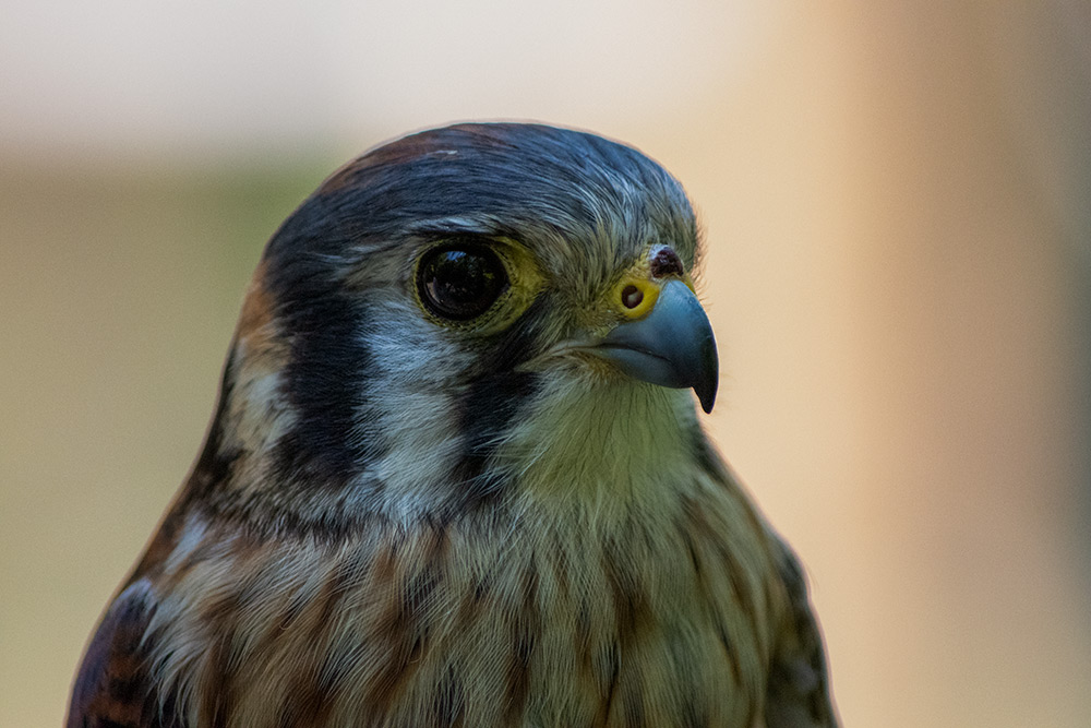 intobirds_salsa_american_kestrel