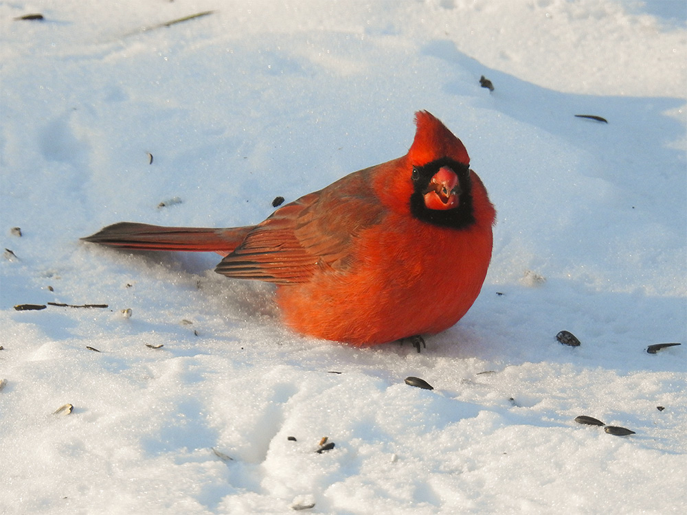 intobirds male cardinal in snow