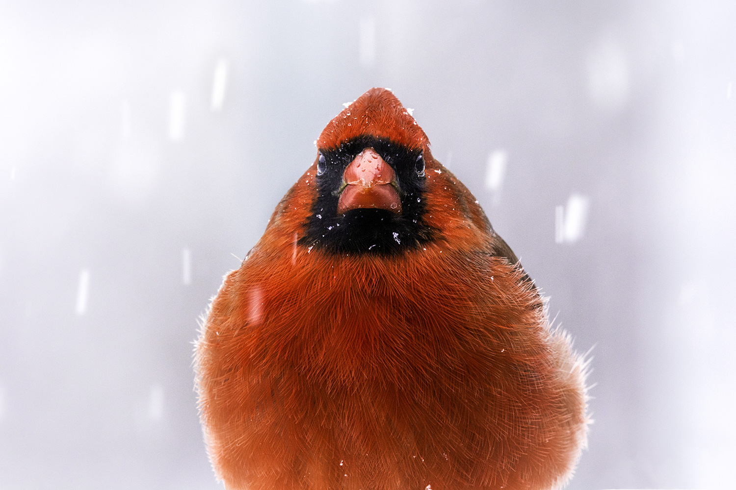 Redbird Reject on X: Today is a good day to pay these gentleman @Cardinals   / X