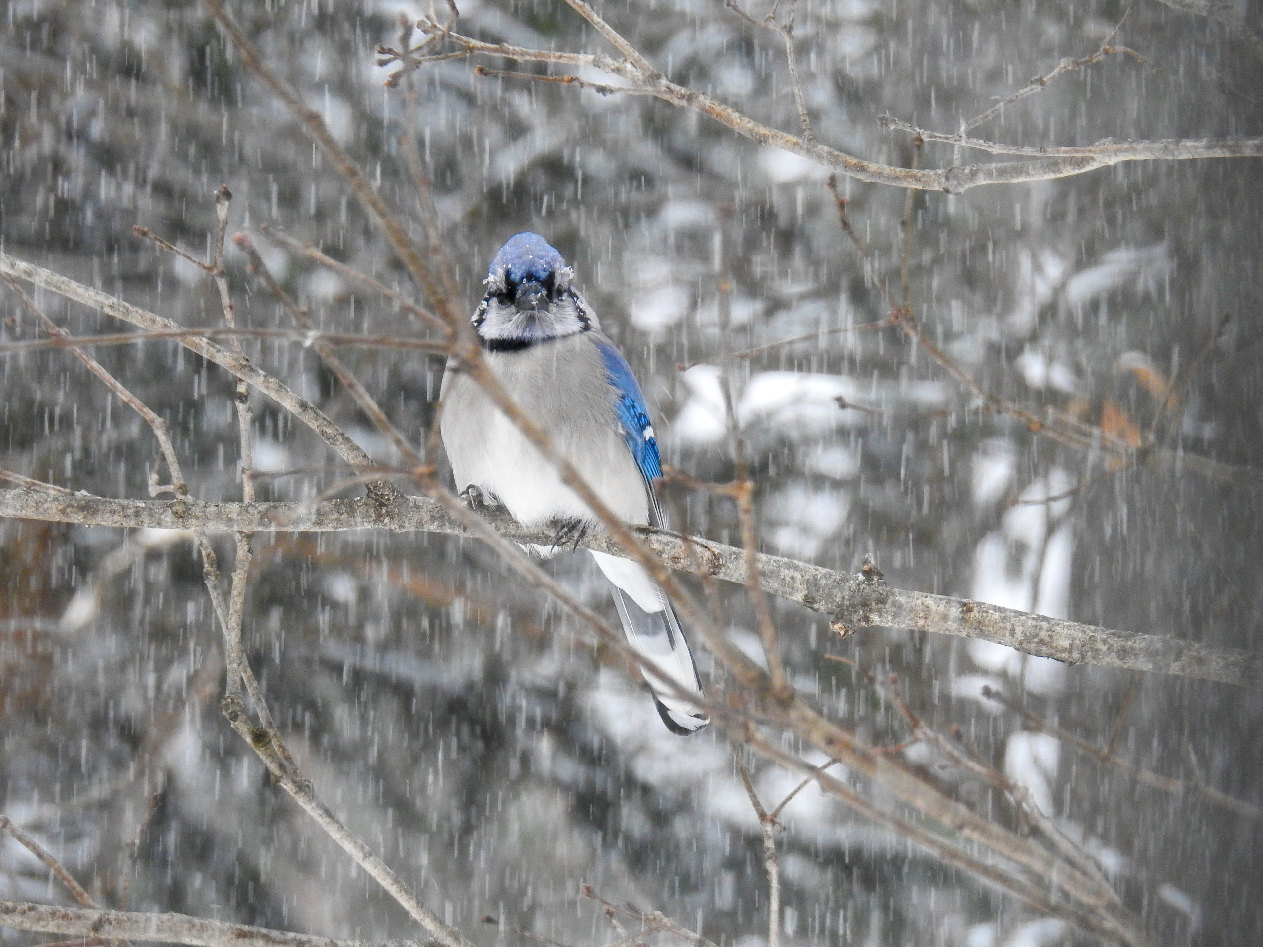 intobirds bluejay in the snow