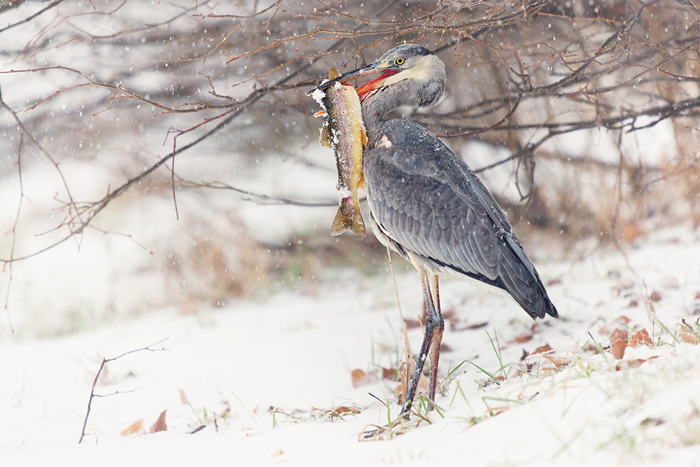 intobirds grey heron in the snow