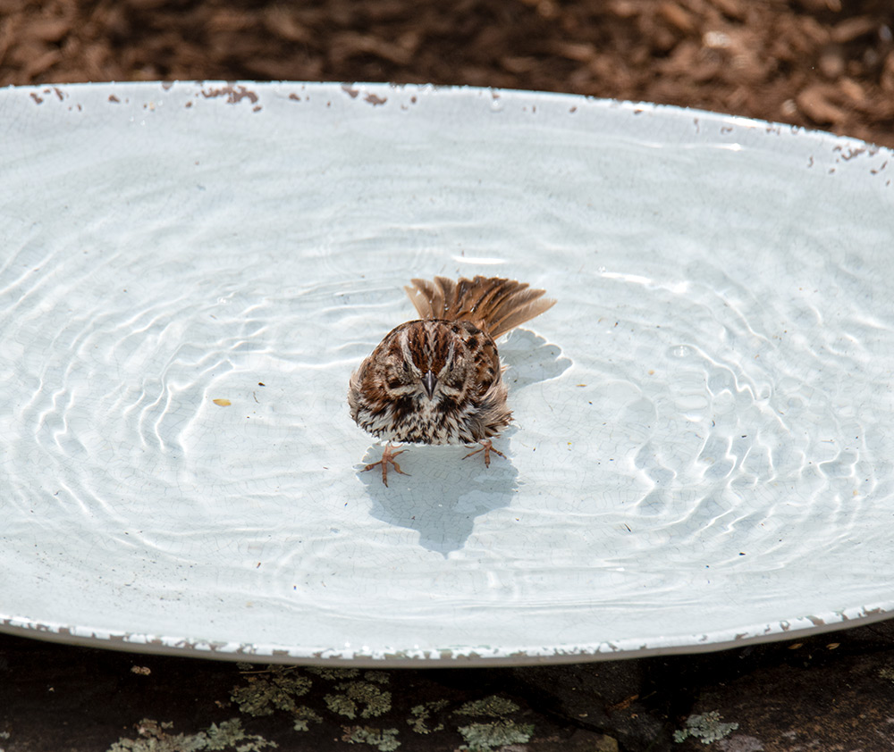 intobirds_song_sparrow_birdbath